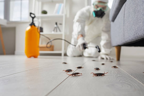 Commercial Kitchen Cockroach Control in Preston